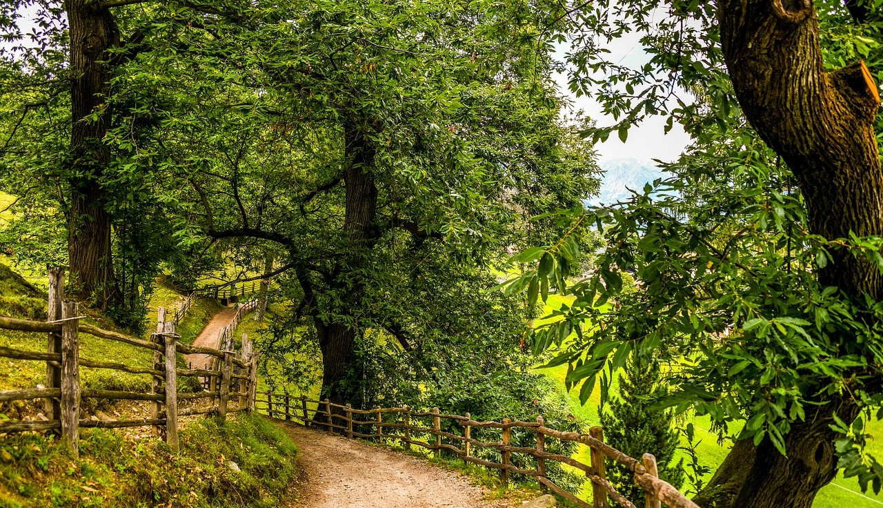 Castagno_Cristina