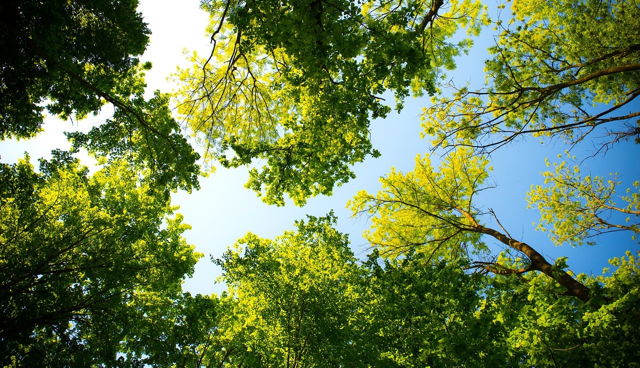 Canto_Primavera_Tommaso